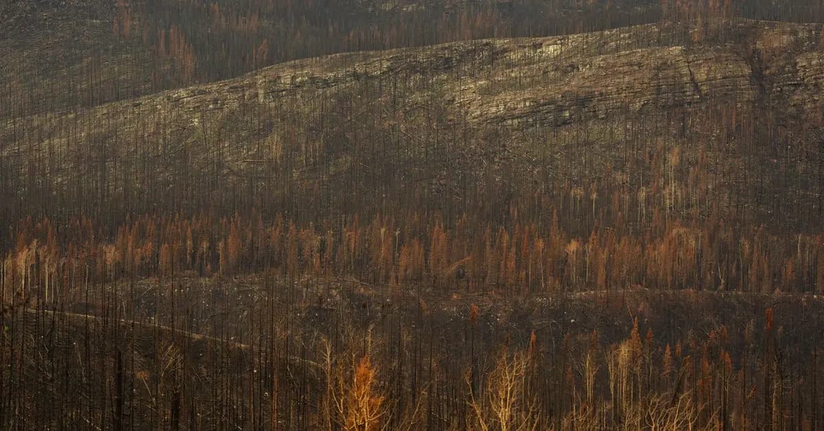 Les Défis Écologiques à Surmonter pour un Avenir Durable