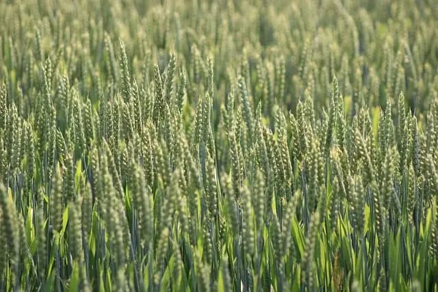 Les Défis de l'Agriculture Durable : Comment les Surmonter