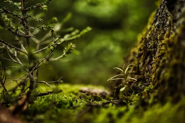 Surmonter les Défis Écologiques : Stratégies Efficaces